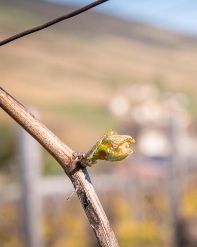 Le printemps s’installe doucement au Château de la Greffière 🌿
Les premières petites branches et feuilles pointent le bout de leur nez, prêtes à grandir sous le soleil du printemps.
Un nouveau cycle débute, et déjà, on pense aux vendanges à venir... 🍇
#Vignes #Bourgeons #Printemps #Sudbourgogne #Maconnais #Chateaudelagreffiere